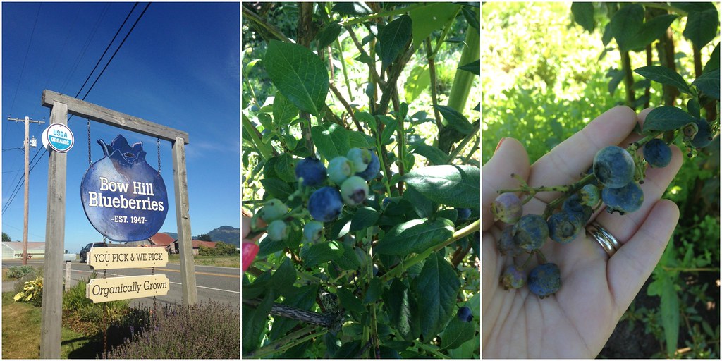 Blueberry farm and blueberries